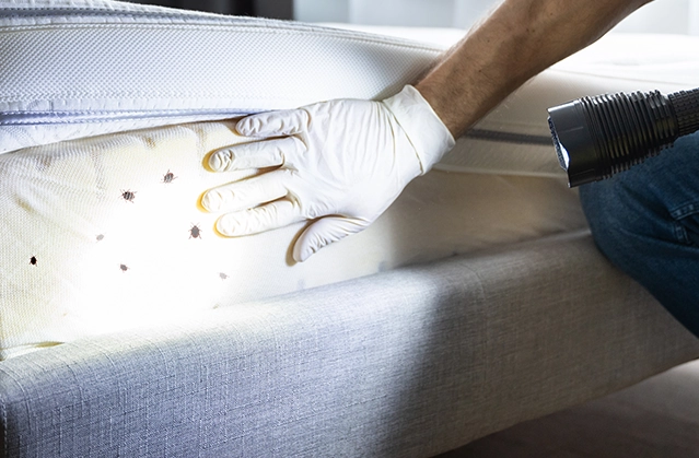 Bed Bug Furniture Removal background
