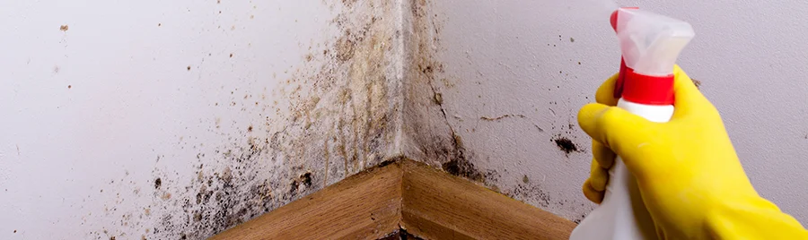Mold Cleanup