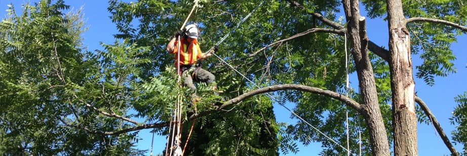 Professional Pruning