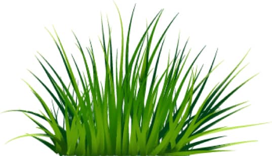 grass image