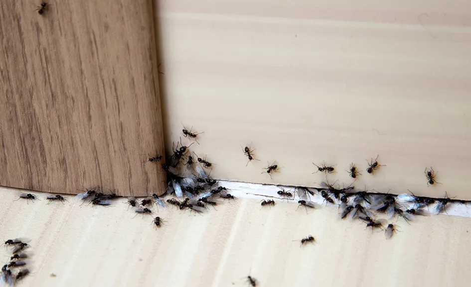 Ant Treatment
