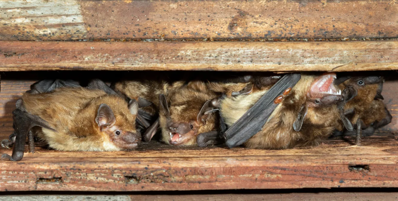 Bat Removal & Exclusion