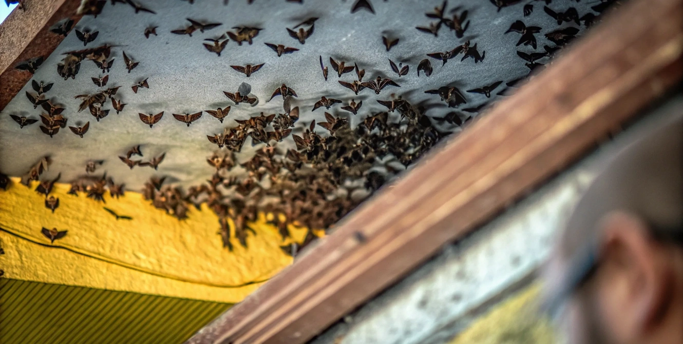 Bat Removal & Exclusion