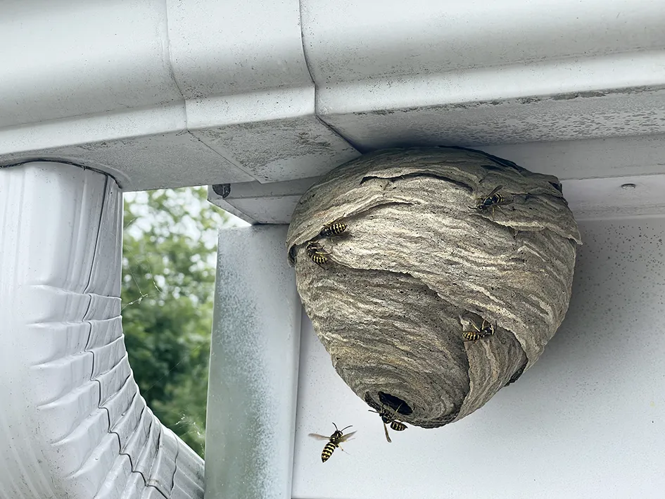 Bee and Wasp Removal