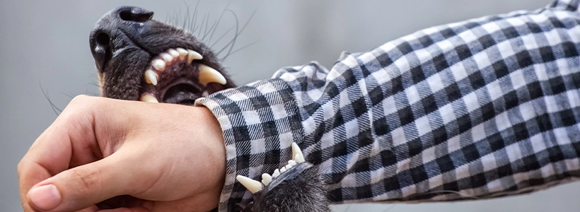 Dog Bites