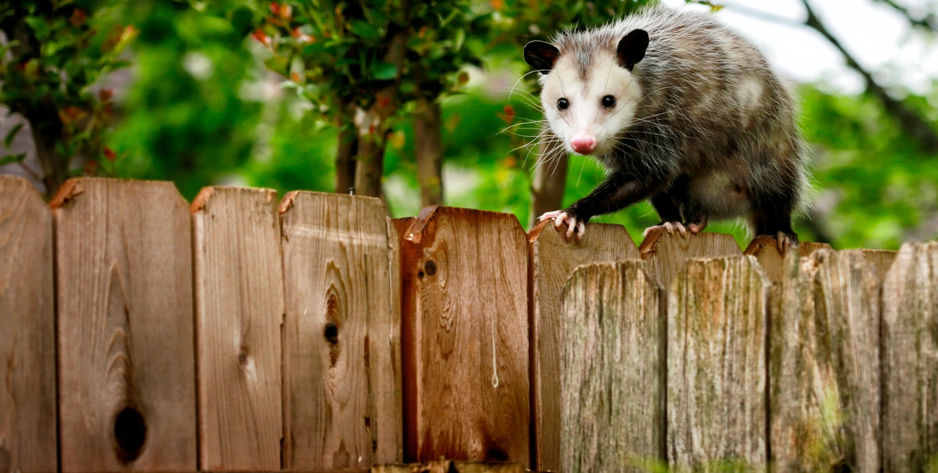 Opossum Removal & Exclusion