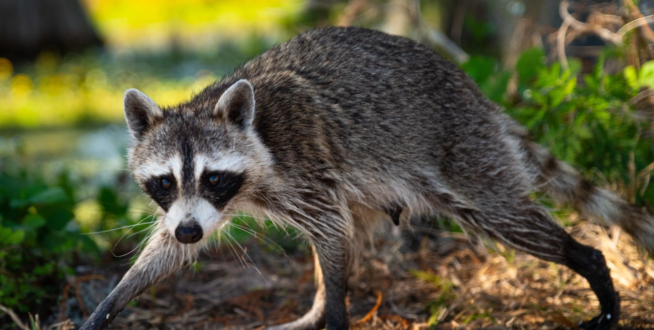 Raccoon Removal & Attic Proofing