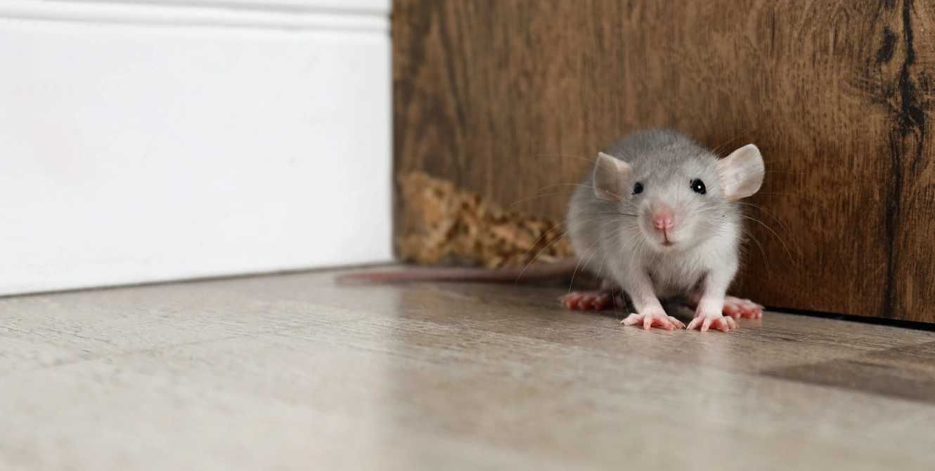 Rat & Rodent Removal