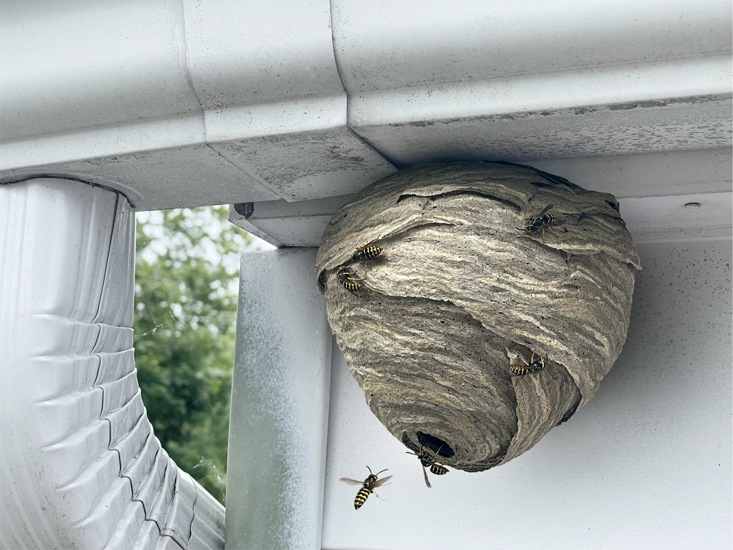 Bee and Wasp Control