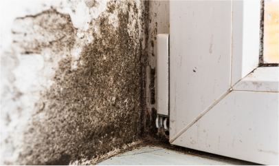 Mold Remediation icon