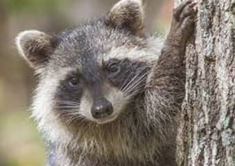 Raccoons