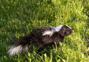Skunks