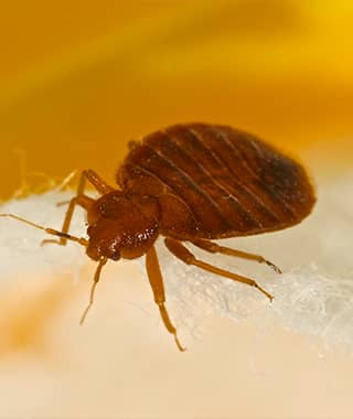 TruTech Pest & Wildlife Control Inc.