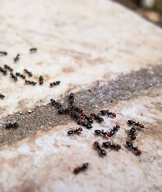 TruTech Pest & Wildlife Control Inc.