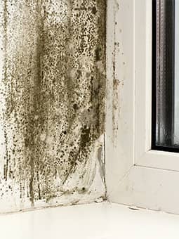 Fresh Start Restoration