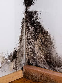 Roto-Rooter Plumbing & Water Cleanup