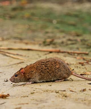 TruTech Pest & Wildlife Control Inc.